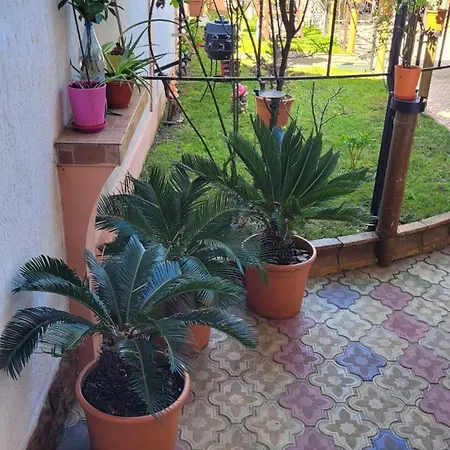 Pensionat Casa Luminita